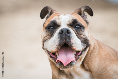Fototapeta Naklejka Na Ścianę i Meble -  Funny dog portrait