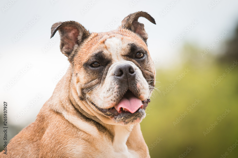 portrait of english bulldog on white background