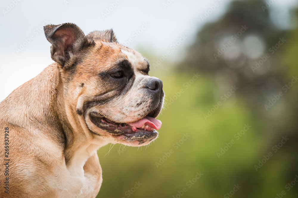 portrait of an english bulldog