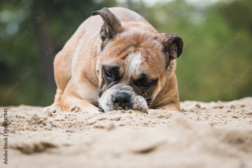 english bulldog on beach