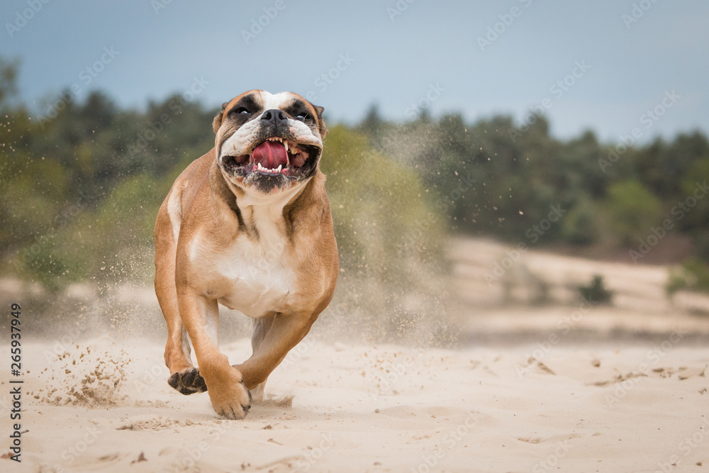 english bulldog on beach