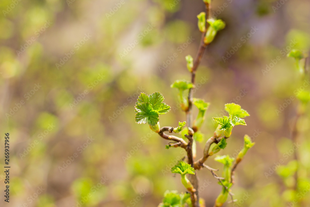 black currant branch with young blossoming leaves black currant branch with young blossoming leaves