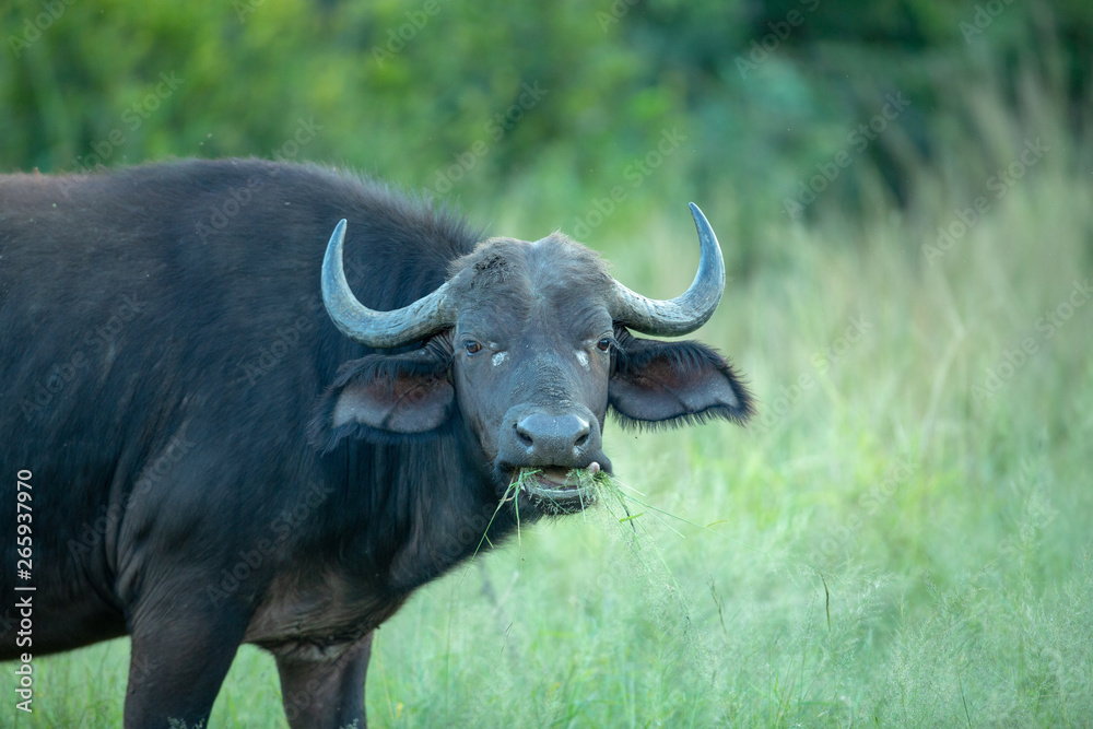 Buffalo herd with bulls in the later afternoon sun of autumn