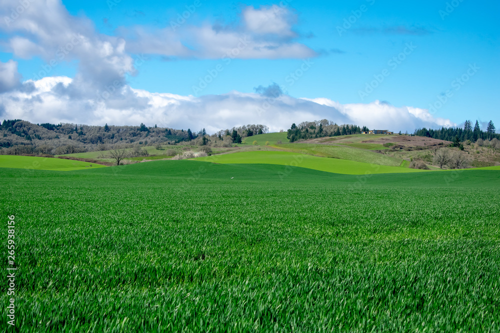 A view of farming fields layered over hills under a bright blue sky with fluffy white clouds