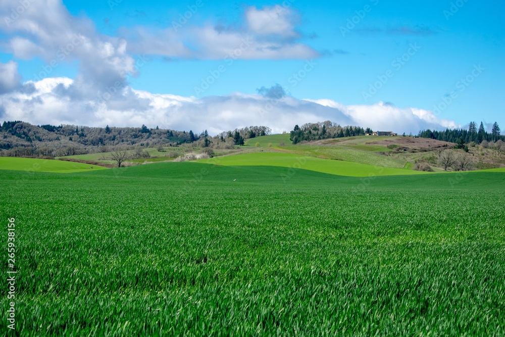A view of farming fields layered over hills under a bright blue sky with fluffy white clouds A view of farming fields layered over hills under a bright blue sky with fluffy white clouds