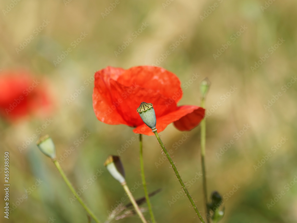 'Papaver rhoeas' Common poppy - corn, red or field poppy 'Papaver rhoeas' Common poppy - corn, red or field poppy