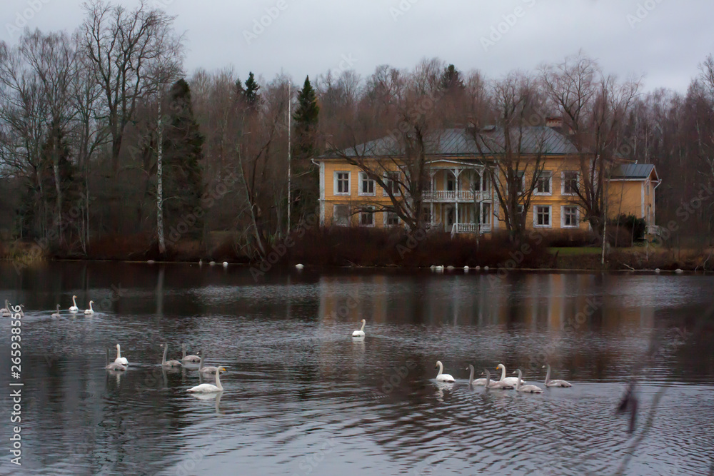 KOUVOLA, FINLAND - NOVEMBER 8, 2018: Wooden Rabbelugn Manor - Takamaan Kartano in dark autumn day. Swans are swimming in water. Wrede family house was built in 1820 on the river Kymijoki bank