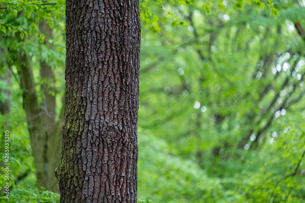 Obraz premium Tree trunk in a green forest