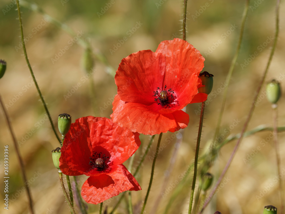 Obraz premium Red poppies 'Papaver rhoeas' in a grass field