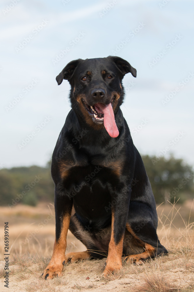 portrait of a rottweiler mix sitting portrait of a rottweiler mix sitting