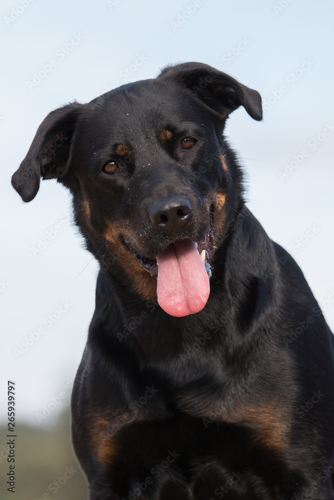 dog on black background dog on black background