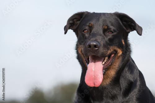 black rottweiler mix portrait of a dog