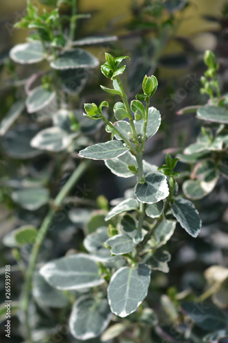 Slika na platnu Wintercreeper Emerald Gaiety