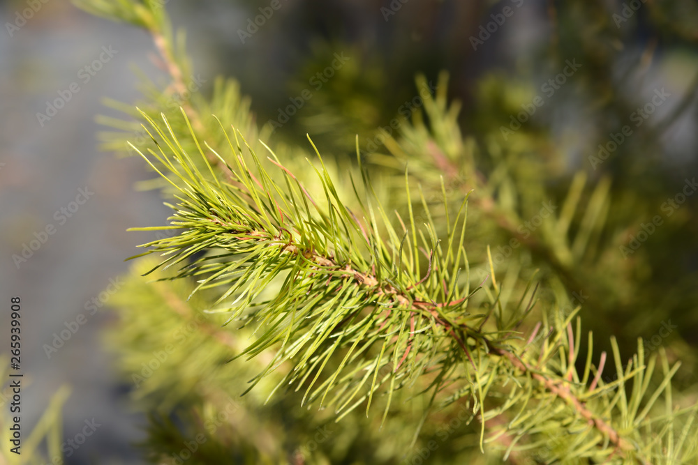 Aleppo pine Aleppo pine