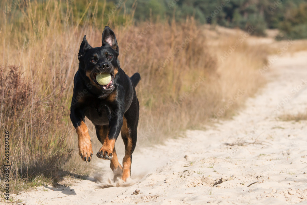 Rottweiler running with ball Rottweiler running with ball