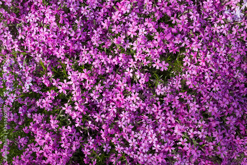 Purple spring flowers texture background. Close-up Purple spring flowers texture background. Close-up