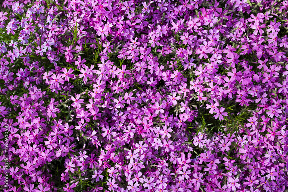 Purple spring flowers texture background. Close-up Purple spring flowers texture background. Close-up