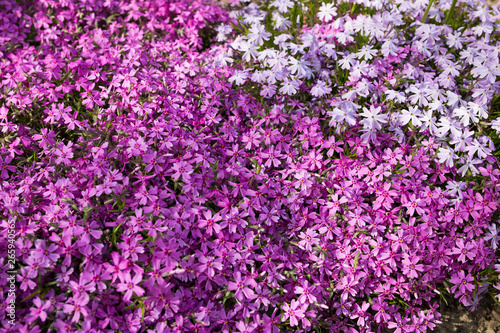 Purple spring flowers texture background. Close-up © vfhnb12