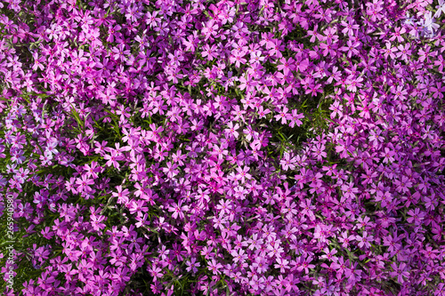 Purple spring flowers texture background. Close-up