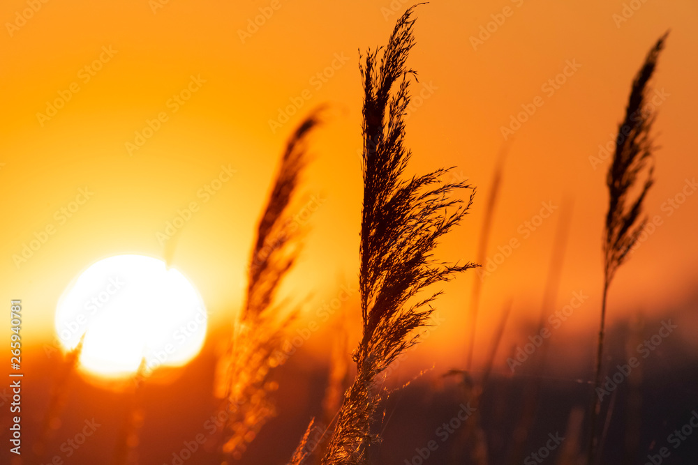 Fototapeta premium romantic sunrise on lake with tuft of grass, close up