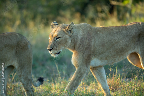 A pride of lions hunting. The tactile bonds between sisters and cubs is noticeable here.