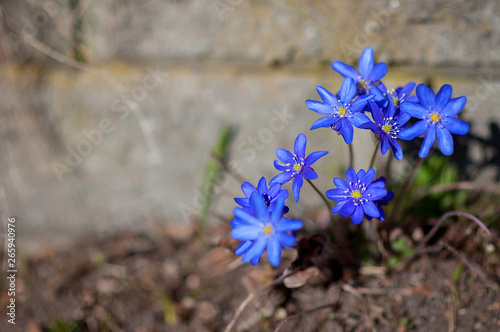 Blue liverwort in a garden is a sure sign that Finnish nature is waking up after a long Winter. Spring time in Finland Porvoo