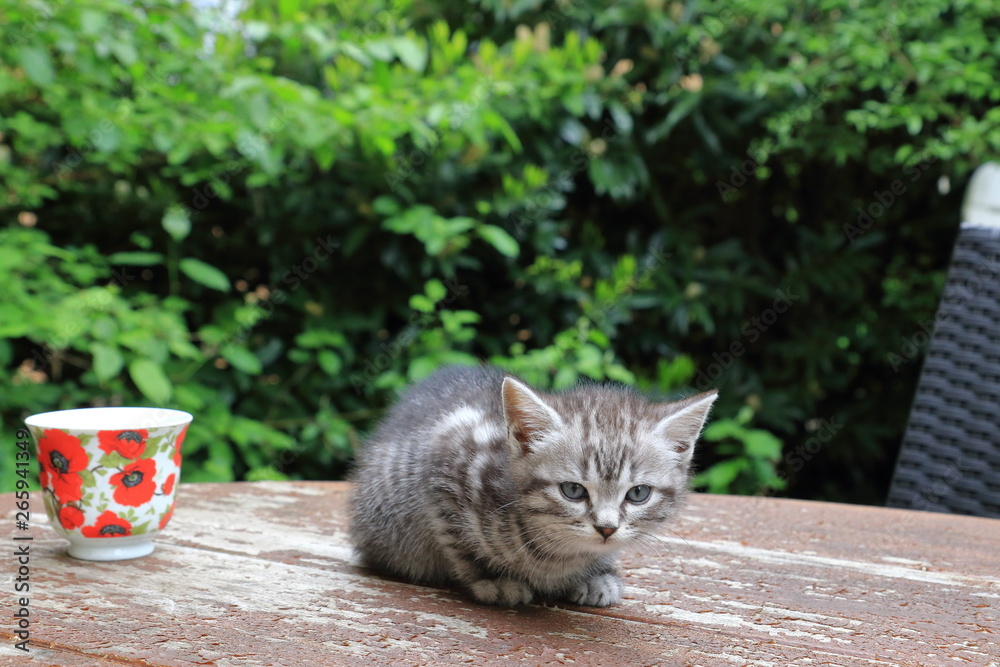 Obraz premium Cat