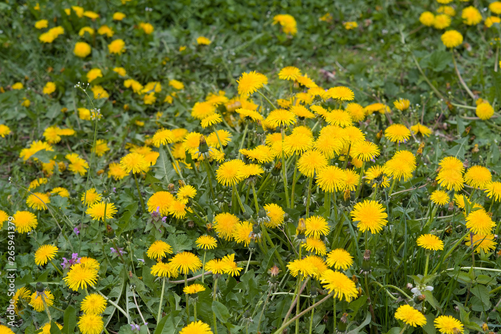 żółte kwiaty mniszka lekarskiego w trawniku