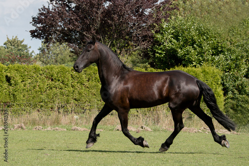 Friesian horse running in a field