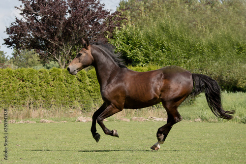 New Forest pony running in field