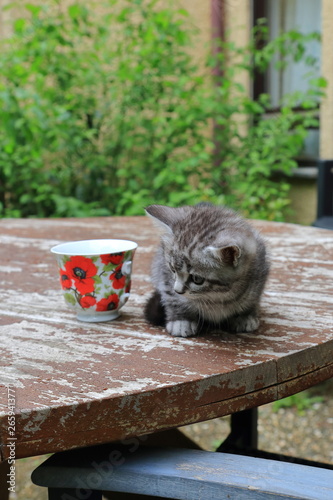 Katze auf dem Tisch