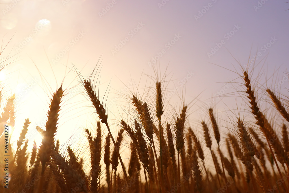 ears of golden wheat in the field at sunset light