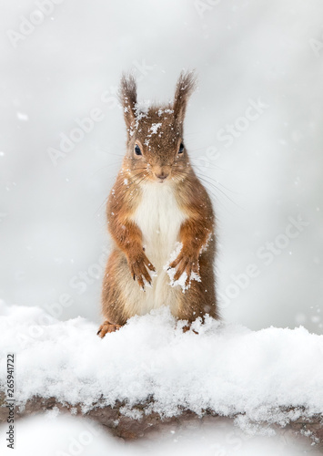Red Squirrel in snow with a white snow background.  