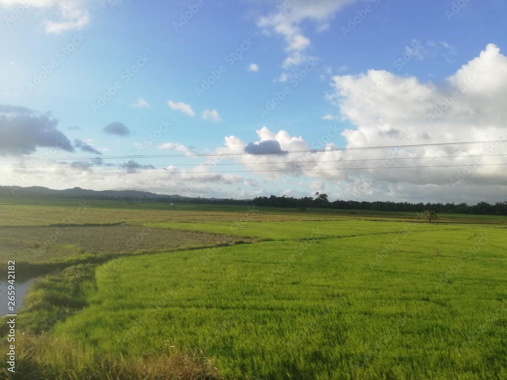 Reisfeld Palawan Philippinen Dezember 