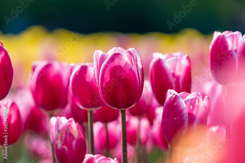 Fototapeta Naklejka Na Ścianę i Meble -  Pink tulips flower, in full bloom