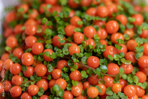 Orange coral bead plant, coral moss (Nertera granadensis) photo