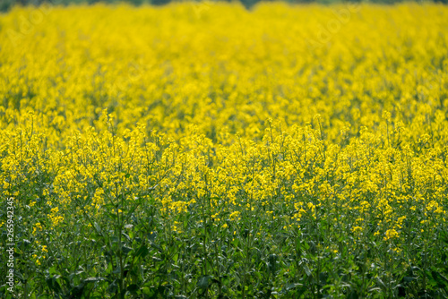 Yellow rape field  farming agriculture
