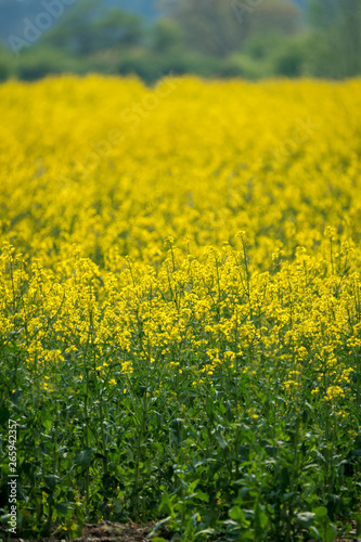 Yellow rape field, farming agriculture © DZiegler