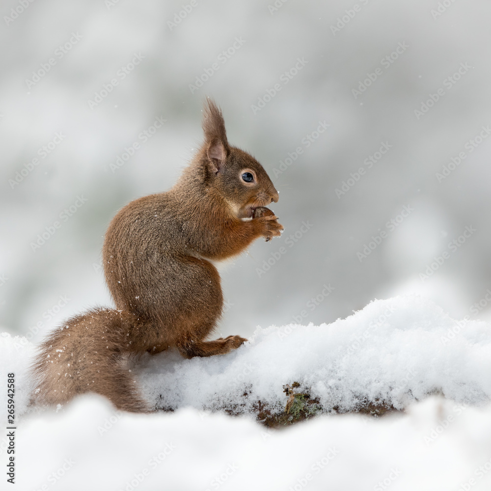 Side view of a Red squirrel perched on a snow covered log eating a hazelnut with his tail. Taken in the Cairngorms National Park, Scotland. Side view of a Red squirrel perched on a snow covered log eating a hazelnut with his tail. Taken in the Cairngorms National Park, Scotland.