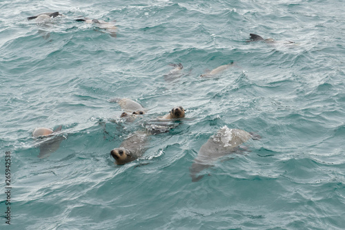 Seals, wildlife around Phillip Island, Victoria © Silvia
