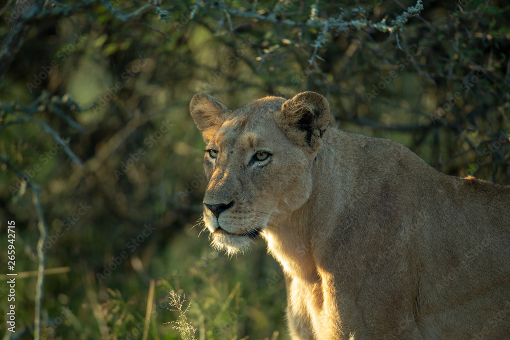 A pride of lions hunting. The tactile bonds between sisters and cubs is noticeable here. A pride of lions hunting. The tactile bonds between sisters and cubs is noticeable here.