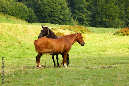 Beautifull horses in the wild