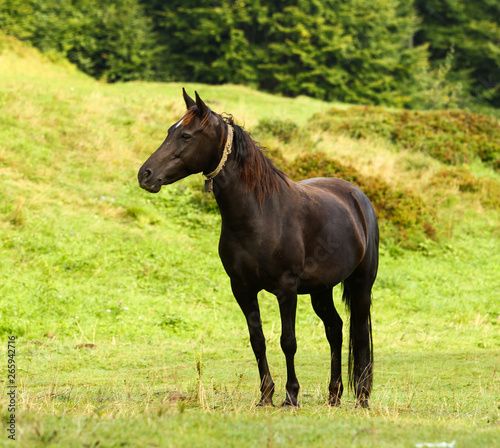 Beautifull black horse in the wild © Алексей Гуменюк