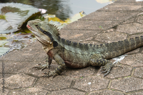 Australian water dragon  Physignathus  