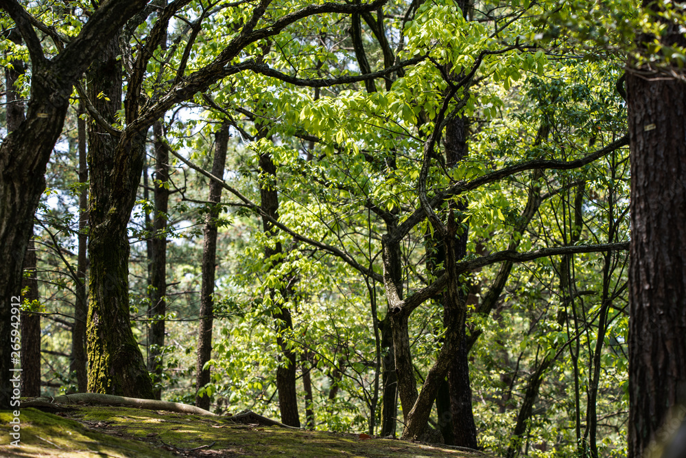 Fototapeta premium 初夏の公園の樹木