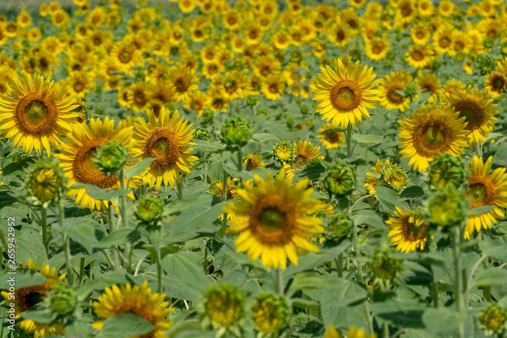 It is a sunflower field photographed in Japan.