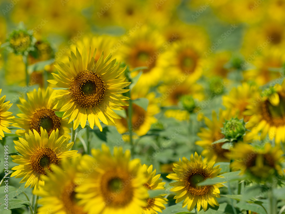 It is a sunflower field photographed in Japan. It is a sunflower field photographed in Japan.