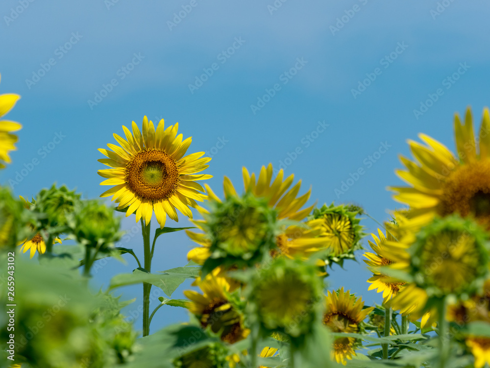 It is a sunflower field photographed in Japan.