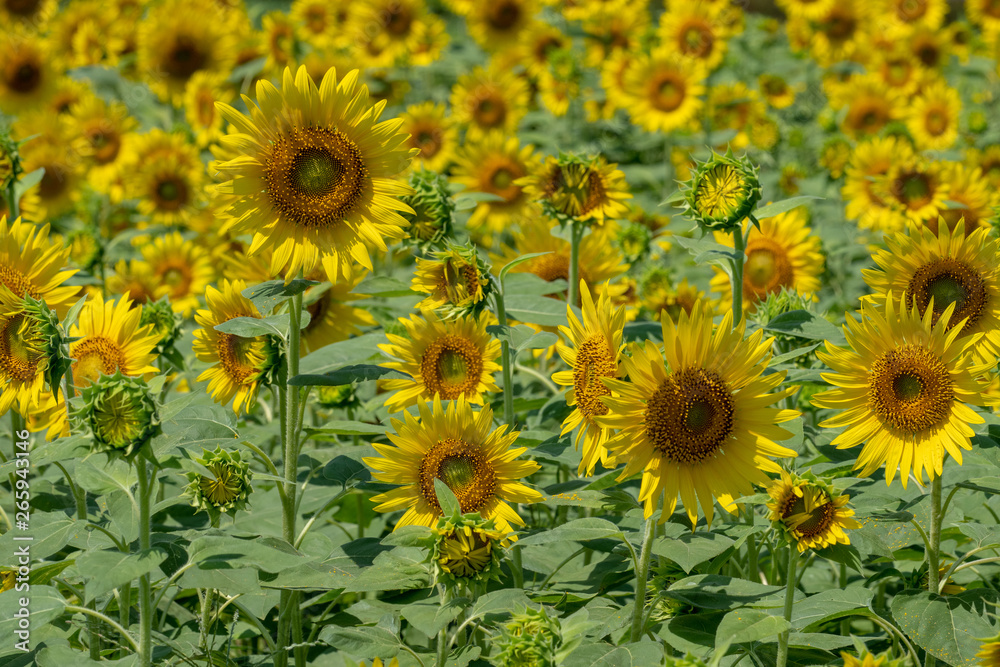 It is a sunflower field photographed in Japan. It is a sunflower field photographed in Japan.
