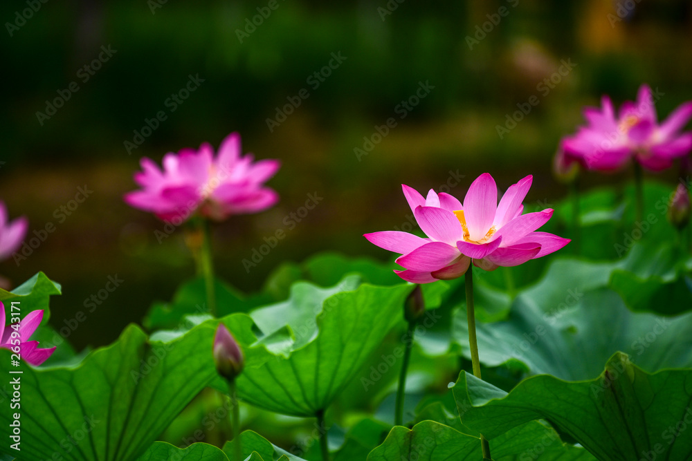 In the context of virtual reality, the lotus blossoms in summer In the context of virtual reality, the lotus blossoms in summer